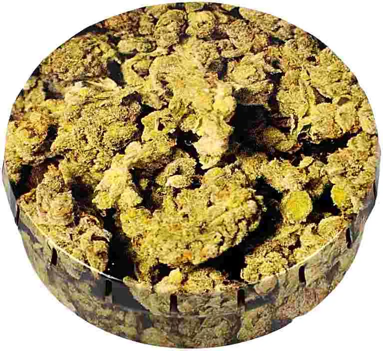 CLICK-CLACK 5,5CM BUDS